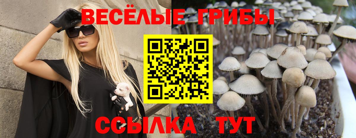 Псилоцибиновые грибы Psilocybine cubensis  Галлюциногенные грибы GOLDEN TEACHER  Мурманск  Вход с VPN 